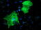 LIM And Cysteine Rich Domains 1 antibody, M08888, Boster Biological Technology, Immunofluorescence image 