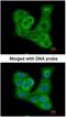 Dual Specificity Phosphatase 7 antibody, NBP1-31232, Novus Biologicals, Immunocytochemistry image 