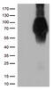 High affinity immunoglobulin gamma Fc receptor I antibody, UM500062CF, Origene, Western Blot image 
