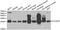 ES1 protein homolog, mitochondrial antibody, A6429, ABclonal Technology, Western Blot image 