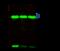 Prdx6 antibody, GTX01996, GeneTex, Immunoprecipitation image 