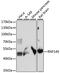 Ring Finger Protein 149 antibody, 16-147, ProSci, Western Blot image 