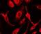 FAS antibody, LS-B12162, Lifespan Biosciences, Immunofluorescence image 