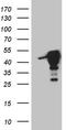 MAGE Family Member B4 antibody, TA809181, Origene, Western Blot image 