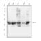 MHC class I antigen antibody, PB9377, Boster Biological Technology, Western Blot image 