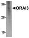 ORAI Calcium Release-Activated Calcium Modulator 3 antibody, orb75874, Biorbyt, Western Blot image 