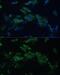 EPH Receptor A4 antibody, GTX33182, GeneTex, Immunofluorescence image 