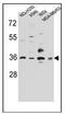 RIC3 Acetylcholine Receptor Chaperone antibody, AP53664PU-N, Origene, Western Blot image 