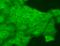 ATPase family AAA domain-containing protein 1 antibody, SMC-347D-ALP, StressMarq, Immunofluorescence image 