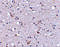 Sodium/hydrogen exchanger 1 antibody, 4379, ProSci, Immunohistochemistry paraffin image 