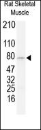 Bridging Integrator 1 antibody, 251712, Abbiotec, Western Blot image 