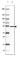 Hsc70-interacting protein antibody, AMAb91218, Atlas Antibodies, Western Blot image 