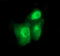 Bone Morphogenetic Protein 1 antibody, M02436, Boster Biological Technology, Immunofluorescence image 