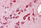 B Cell Receptor Associated Protein 29 antibody, MBS240485, MyBioSource, Immunohistochemistry frozen image 
