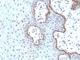 c-Myc antibody, V2744IHC-7ML, NSJ Bioreagents, Immunohistochemistry frozen image 
