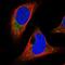 Tudor Domain Containing 5 antibody, PA5-56139, Invitrogen Antibodies, Immunofluorescence image 
