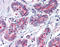 Ectonucleoside Triphosphate Diphosphohydrolase 2 antibody, TA318850, Origene, Immunohistochemistry frozen image 