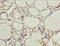 WD Repeat Domain 47 antibody, LS-C676714, Lifespan Biosciences, Immunohistochemistry paraffin image 