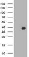 Hsp70-binding protein 1 antibody, TA503317, Origene, Western Blot image 