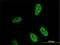 Hes Related Family BHLH Transcription Factor With YRPW Motif Like antibody, H00026508-M02, Novus Biologicals, Immunofluorescence image 