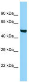 hsBG antibody, TA343060, Origene, Western Blot image 