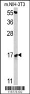 Putative RNA-binding protein 3 antibody, MBS9200866, MyBioSource, Western Blot image 