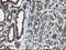 Acyl-CoA Binding Domain Containing 3 antibody, LS-C174017, Lifespan Biosciences, Immunohistochemistry paraffin image 