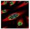 Zinc Finger Protein 689 antibody, NBP2-21040, Novus Biologicals, Immunofluorescence image 