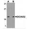 OCIA Domain Containing 2 antibody, MBS150961, MyBioSource, Western Blot image 