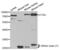 Lysosomal protective protein antibody, PA5-76108, Invitrogen Antibodies, Western Blot image 
