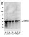 Small Nuclear Ribonucleoprotein Polypeptide A' antibody, A303-948A, Bethyl Labs, Western Blot image 