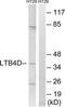 Prostaglandin reductase 1 antibody, TA315207, Origene, Western Blot image 