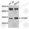 Homeobox protein Hox-B5 antibody, A8123, ABclonal Technology, Western Blot image 