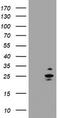 RAB37, Member RAS Oncogene Family antibody, CF505314, Origene, Western Blot image 