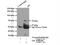 Glycerol Kinase antibody, 13360-1-AP, Proteintech Group, Immunoprecipitation image 