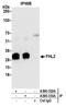 Four And A Half LIM Domains 2 antibody, A300-333A, Bethyl Labs, Immunoprecipitation image 