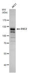 Desmocollin 2 antibody, TA307897, Origene, Western Blot image 