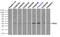 Replication Protein A2 antibody, LS-C114862, Lifespan Biosciences, Flow Cytometry image 