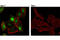 Fatty Acid Binding Protein 1 antibody, 13368S, Cell Signaling Technology, Immunocytochemistry image 
