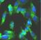 Lymphocyte antigen 96 antibody, FNab04900, FineTest, Immunofluorescence image 