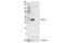 PKAc alpha antibody, 5842S, Cell Signaling Technology, Western Blot image 