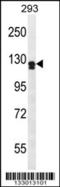 Netrin receptor UNC5D antibody, 56-833, ProSci, Western Blot image 