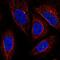 Centrosomal Protein 19 antibody, HPA071138, Atlas Antibodies, Immunocytochemistry image 