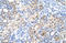 Membrane Palmitoylated Protein 5 antibody, orb325047, Biorbyt, Immunohistochemistry paraffin image 
