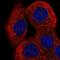 Ring Finger Protein 135 antibody, HPA052404, Atlas Antibodies, Immunocytochemistry image 