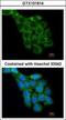 60S ribosomal protein L8 antibody, GTX101614, GeneTex, Immunocytochemistry image 