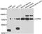 Calpain-5 antibody, abx006946, Abbexa, Western Blot image 