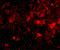 SLIT And NTRK Like Family Member 3 antibody, 4461, ProSci, Immunofluorescence image 