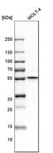 G-Rich RNA Sequence Binding Factor 1 antibody, HPA036985, Atlas Antibodies, Western Blot image 