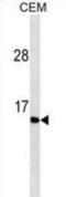 Gastrin antibody, abx025414, Abbexa, Western Blot image 